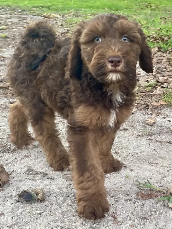 Isla (sable) – Goldendoodle puppy for sale in Canon, GA
