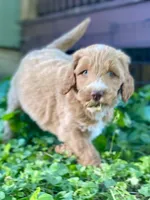 Finn (tuxedo), a male Goldendoodle for sale in Canon, GA – 7 of 9