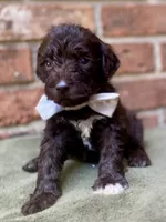 Grant f1bb, a male Goldendoodle for sale in Canon, GA – 3 of 8