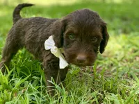 Iris, a female Goldendoodle for sale in Canon, GA – 6 of 9