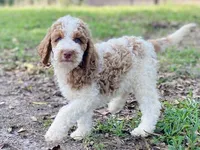 Kinsley , a female Goldendoodle for sale in Canon, GA – 5 of 9