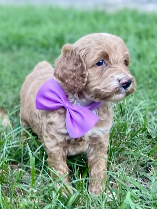 Harper – Goldendoodle puppy for sale in Canon, GA