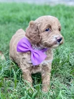 Harper, a female Goldendoodle for sale in Canon, GA – 4 of 10