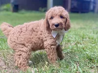 Hudson , a male Goldendoodle for sale in Canon, GA – 3 of 10