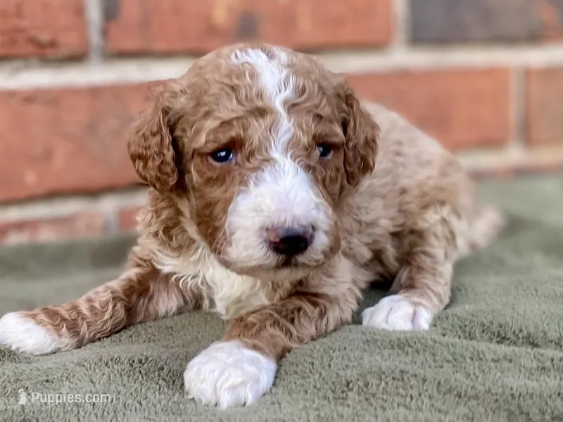 Dax (tuxedo) – Goldendoodle puppy for sale in Canon, GA