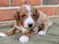 Dax (tuxedo), a male Goldendoodle for sale in Canon, GA – Photo 1 of 5