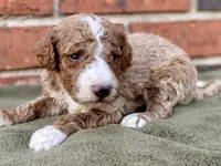 Dax (tuxedo), a male Goldendoodle for sale in Canon, GA – Photo 4 of 5