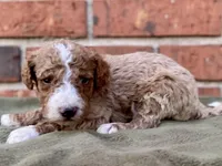 Dax (tuxedo), a male Goldendoodle for sale in Canon, GA – Photo 5 of 5