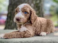 Colton (tuxedo), a male Goldendoodle for sale in Canon, GA – Photo 5 of 10
