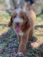 Colton (tuxedo), a male Goldendoodle for sale in Canon, GA – Photo 1 of 10