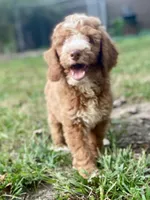 Colton (tuxedo), a male Goldendoodle for sale in Canon, GA – Photo 6 of 10