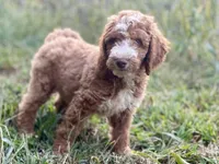 Colton (tuxedo), a male Goldendoodle for sale in Canon, GA – Photo 2 of 10