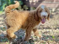 Colton (tuxedo), a male Goldendoodle for sale in Canon, GA – Photo 10 of 10