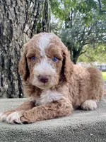 Colton (tuxedo), a male Goldendoodle for sale in Canon, GA – Photo 3 of 10