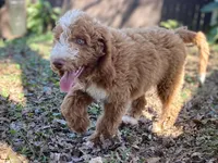 Colton (tuxedo), a male Goldendoodle for sale in Canon, GA – Photo 8 of 10