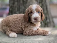 Colton (tuxedo), a male Goldendoodle for sale in Canon, GA – Photo 4 of 10
