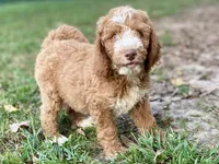 Colton (tuxedo), a male Goldendoodle for sale in Canon, GA – Photo 7 of 10