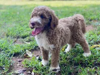 Kade (tuxedo), a male Goldendoodle for sale in Canon, GA – 6 of 10