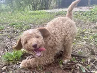 Jude, a male Goldendoodle for sale in Canon, GA – 7 of 7