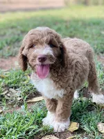 Kade (tuxedo), a male Goldendoodle for sale in Canon, GA – 2 of 10