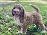 Kade (tuxedo), a male Goldendoodle for sale in Canon, GA – 10 of 10