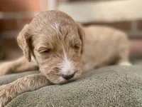 Kennedy, a female Goldendoodle for sale in Canon, GA – 4 of 7