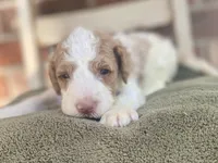 Kinsley , a female Goldendoodle for sale in Canon, GA – 4 of 9