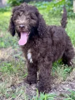 Grey F1bb, a male Goldendoodle for sale in Canon, GA – 7 of 9