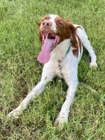 Buck, a male Brittany for sale in Canon, GA – 2 of 10