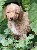 Jude, a male Goldendoodle for sale in Canon, GA – 2 of 7