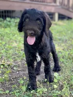 Garrett chocolate F1bb, a male Goldendoodle for sale in Canon, GA – 10 of 10