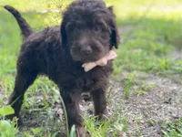 Gia F1bb, a female Goldendoodle for sale in Canon, GA – 6 of 9