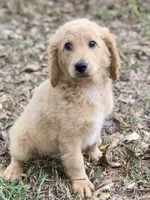 Lana, a female Goldendoodle for sale in Canon, GA – 7 of 7