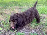 Grey F1bb, a male Goldendoodle for sale in Canon, GA – 9 of 9