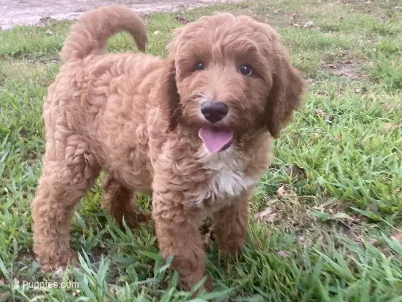 Harper – Goldendoodle puppy for sale in Canon, GA