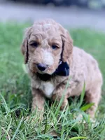 Harrison, a male Goldendoodle for sale in Canon, GA – 4 of 10