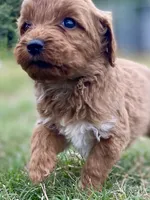 Ford, a male Goldendoodle for sale in Canon, GA – 6 of 9