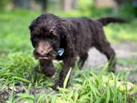 Grey F1bb, a male Goldendoodle for sale in Canon, GA – 5 of 9