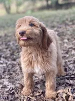 Jade, a female Goldendoodle for sale in Canon, GA – 3 of 9