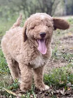 Jude, a male Goldendoodle for sale in Canon, GA – 6 of 7