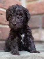 Graham F1bb, a male Goldendoodle for sale in Canon, GA – 3 of 5