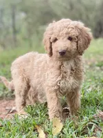 Jewel, a female Goldendoodle for sale in Canon, GA – 6 of 8