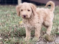 Ian, a male Goldendoodle for sale in Canon, GA – 4 of 10