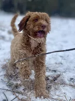 processed/25a083ed-f7ad-4f59-9cd5-8fc9dda61e60/listing/5c734451-07df-470f-9286-5c99860e6e13/825b80f8-2267-4e8d-9344-067ed015e03a