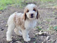 Kate, a female Goldendoodle for sale in Canon, GA – 3 of 7