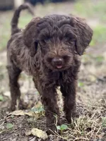 Jett chocolate, a male Goldendoodle for sale in Canon, GA – 9 of 10