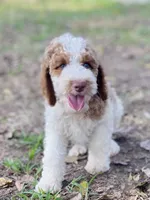 Kinsley , a female Goldendoodle for sale in Canon, GA – 2 of 9