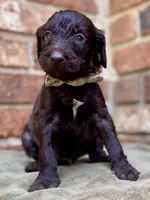 Garrett chocolate F1bb, a male Goldendoodle for sale in Canon, GA – 7 of 7