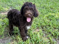 Grant f1bb, a male Goldendoodle for sale in Canon, GA – 9 of 10
