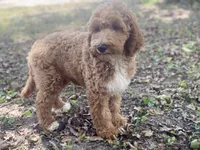 Hudson , a male Goldendoodle for sale in Canon, GA – 5 of 10